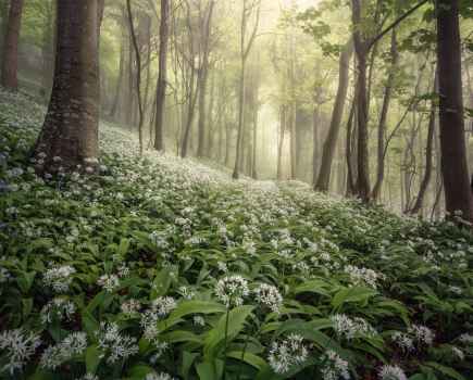 Woodland floor coated in white flowers and spotted with tree trunks