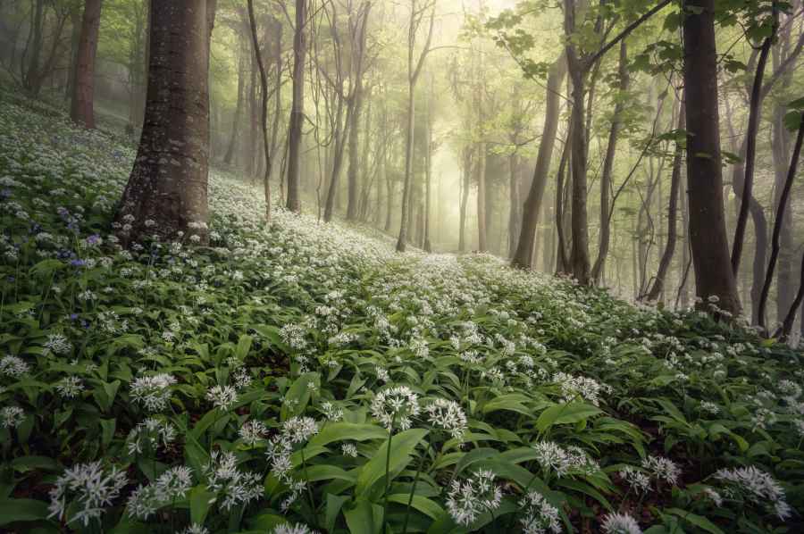 Woodland floor coated in white flowers and spotted with tree trunks