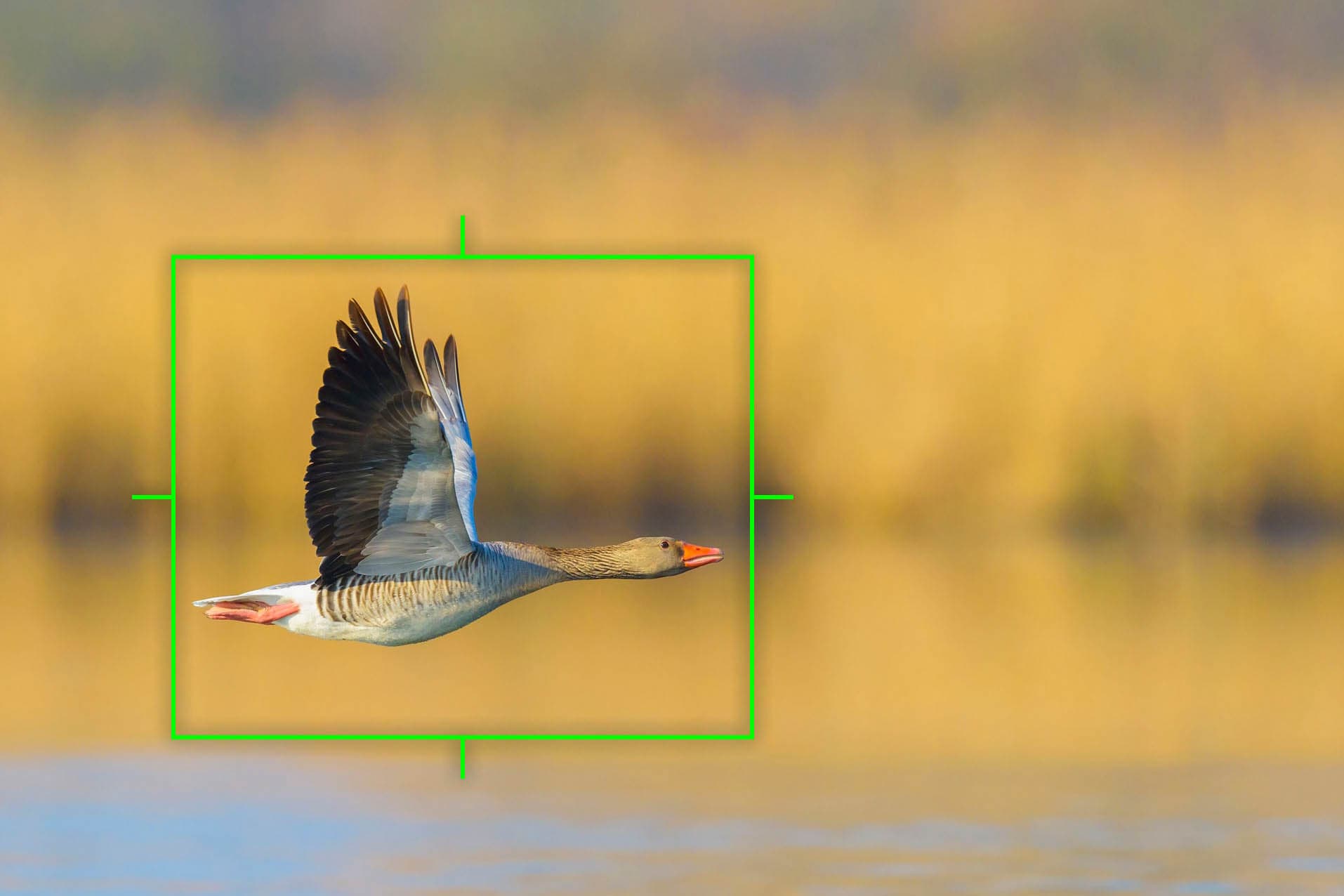 The Olympus E-M1X got a firmware update that added bird recognition auto-focus (AF).