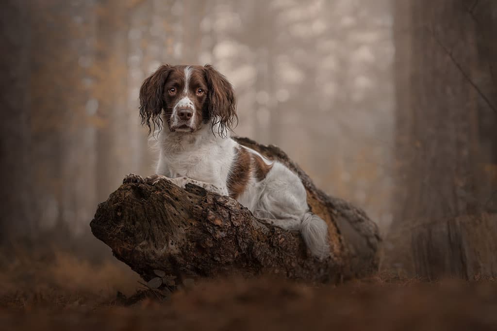 Ben is nine and has various health issues. Despite this, ‘he is the happiest, craziest, funniest little guy on the planet,’ says Jessica. Image: Jessica McGovern dog photography career