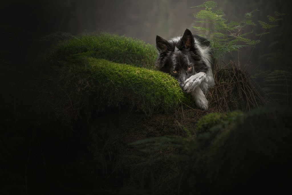 This shot of Alfie was taken in the dark depths of a forest, pushing Jessica’s equipment to the limits. ‘Alfie is my best friend and the best model,’ says Jessica. Image: Jessica McGovern photography career