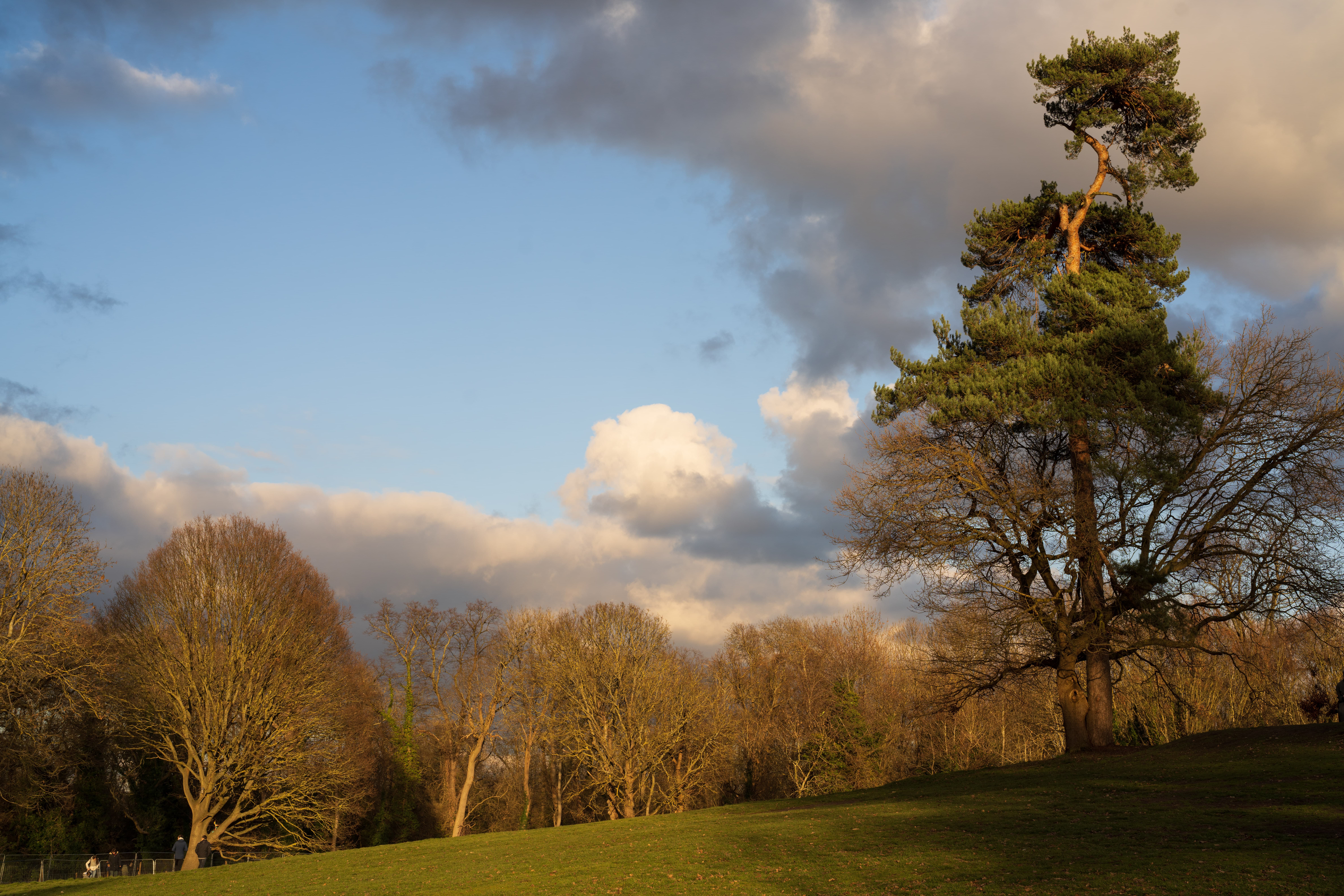 Sony FE 50mm f/1.2 GM sample image, park with bare trees and a pine