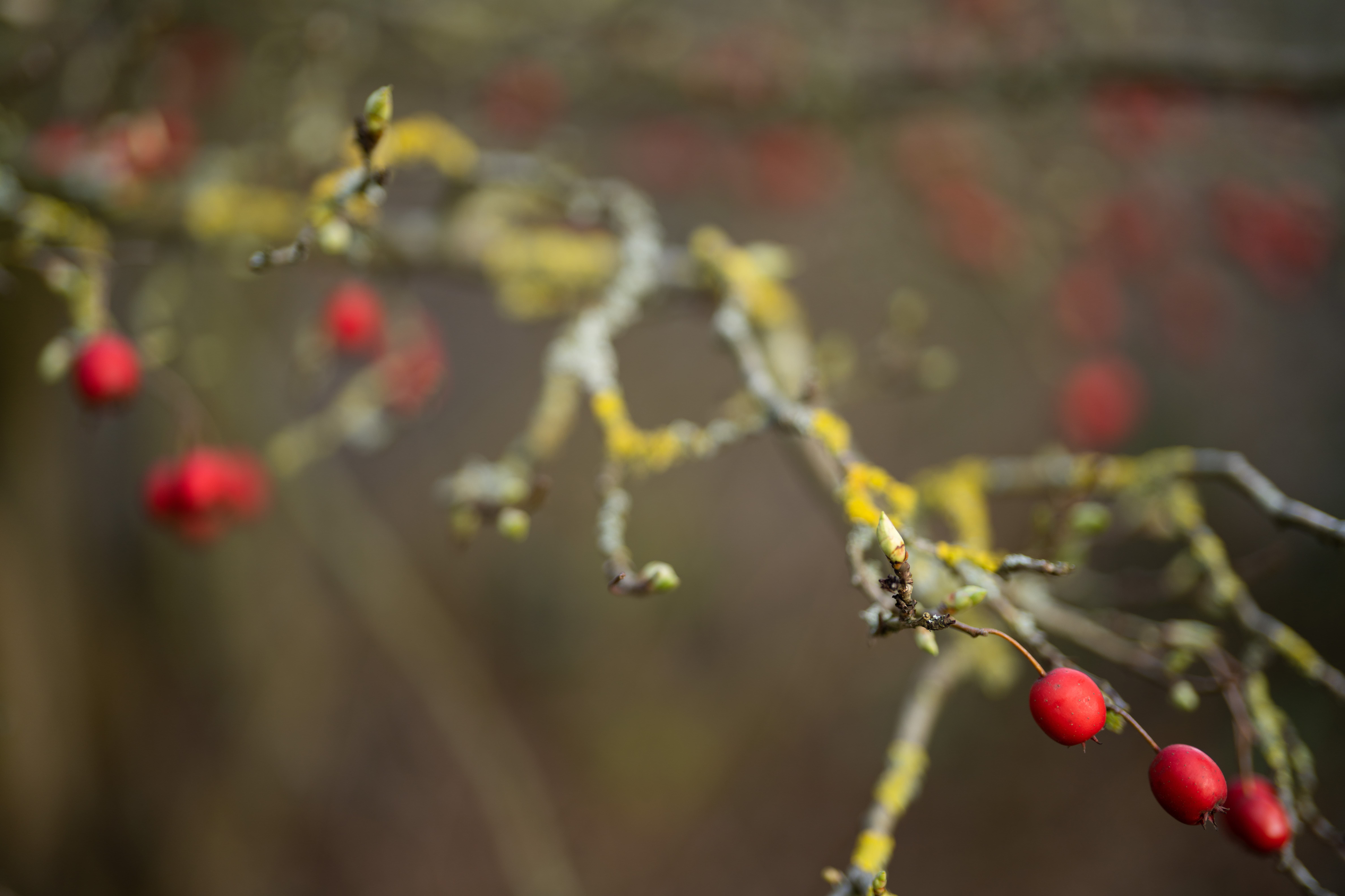 Sony FE 50mm f/1.2 GM sample image, branches and red berries