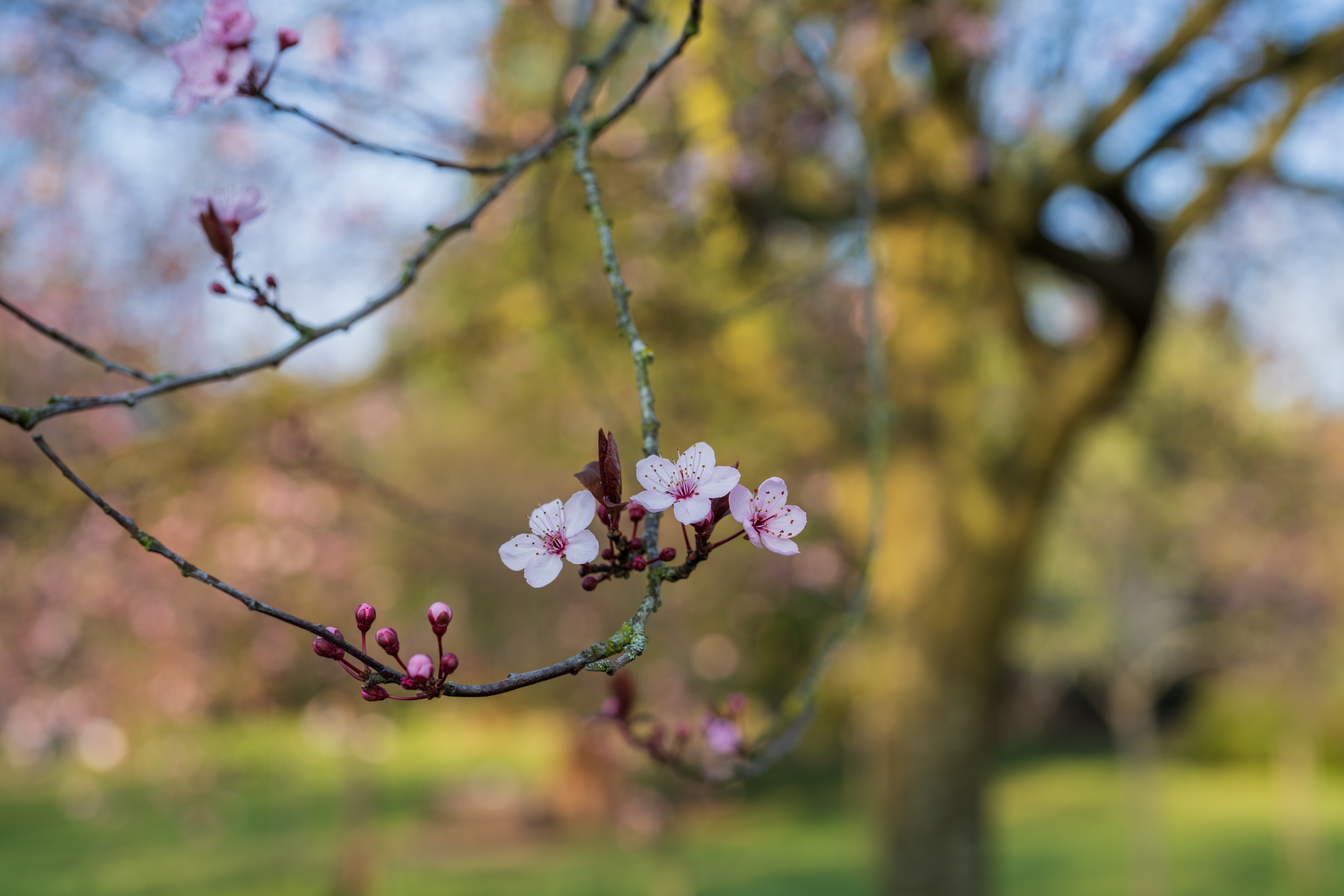 Sony FE 50mm f/1.2 GM, sample image, pink blossoms