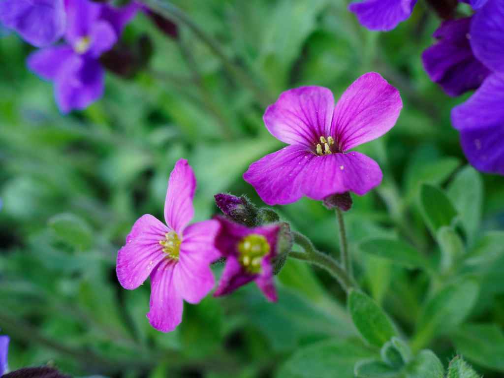 Olympus 12-45mm f/4 sample image, macro shot of small purple flowers