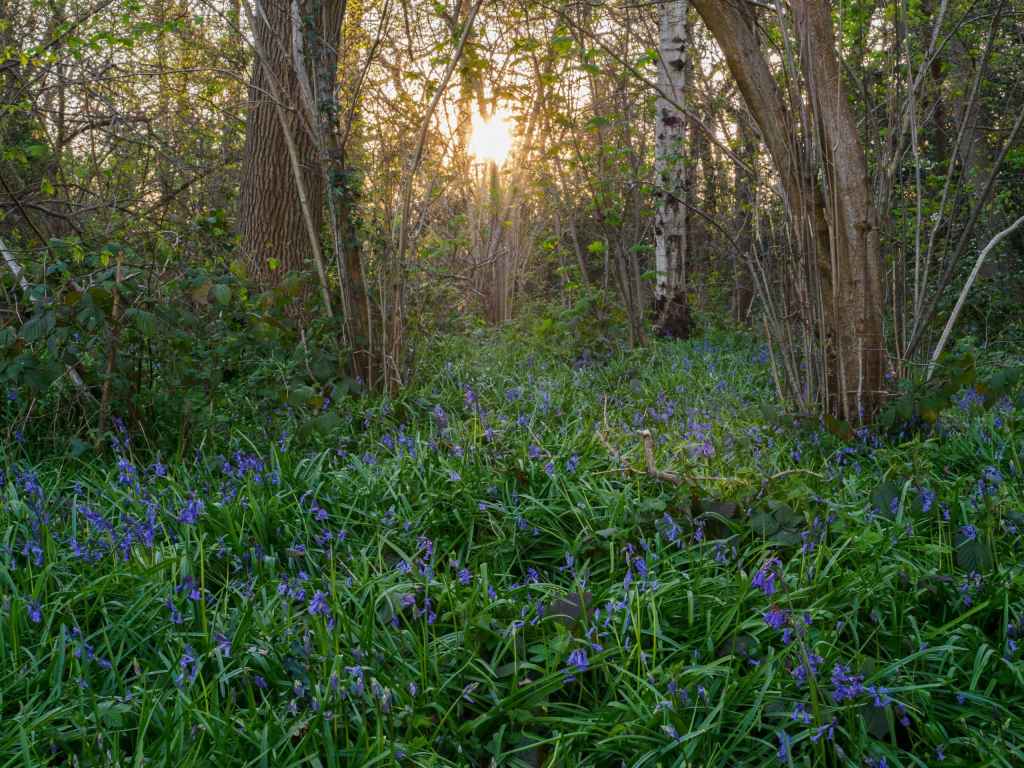 Olympus 12-45mm f/4 sample image, forest floor with bluebells at sunset