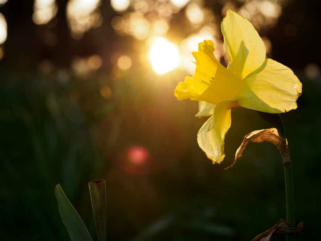 Olympus 12-45mm f/4 sample image, close up of a daffodill at sunset