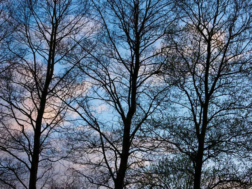 Olympus 12-45mm f/4 sample image, silhouette of three trees against the blue sky