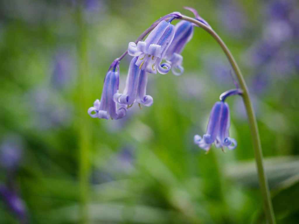Olympus 12-45mm f/4 sample image, bluebell flowers against an out of focus green background