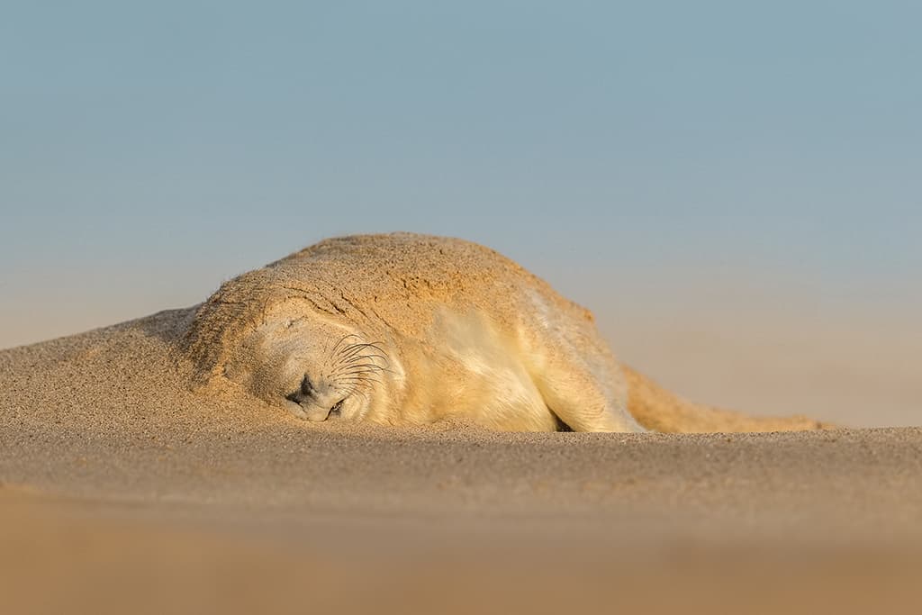 This simple and characterful study of a young seal after a sandstorm won Jayne Bond the wildlife category in APOY 2021