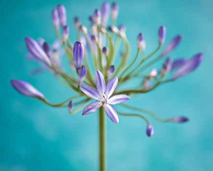 Close up of a purple african lily head