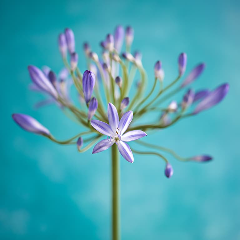 Close up of a purple african lily head