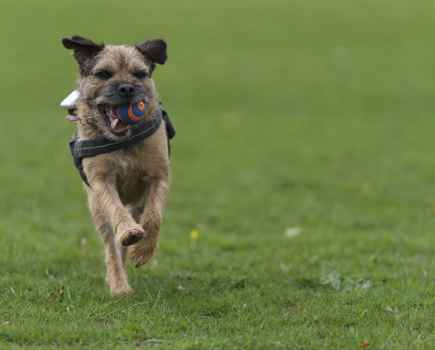 Brown Terrier dog wearing a harness running with an orange ball