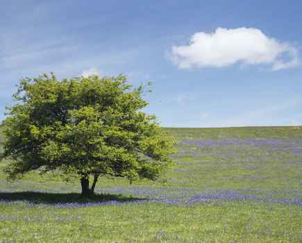 Old green tree in flat grass field with patches of bluebells