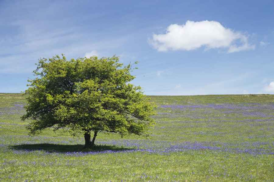 Old green tree in flat grass field with patches of bluebells