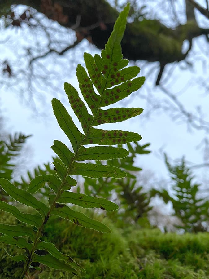 Ferns photographed with the Samsung Galaxy S21’s camera’s telephoto lens 