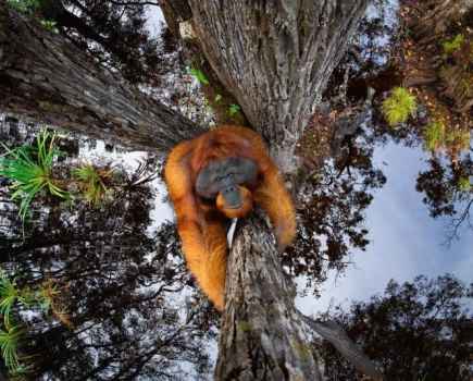 Underneath view of a male Bornean orangutan climbing a tree