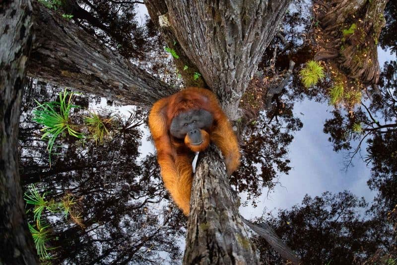 Underneath view of a male Bornean orangutan climbing a tree