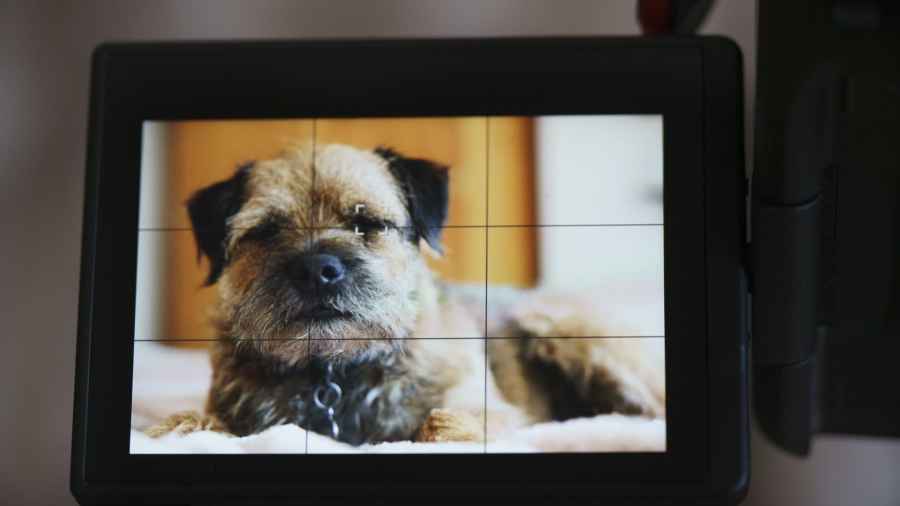 Grid lines on a digital camera screen over a terrier photograph