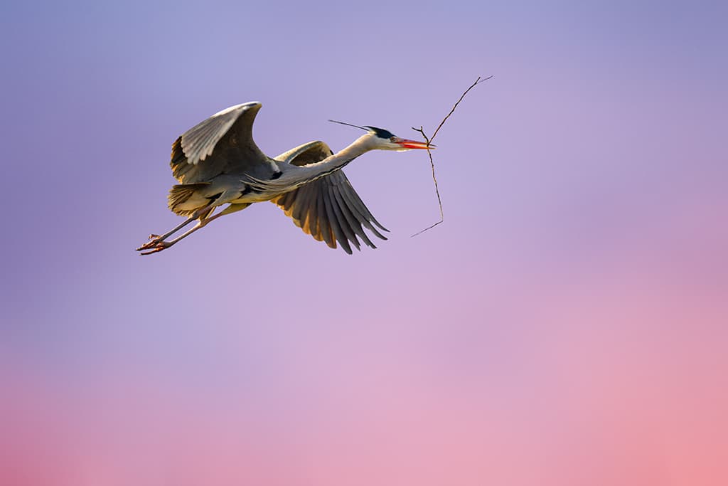 A heron bringing in nesting material during the first hour of sunlight photographed from a low angle. 