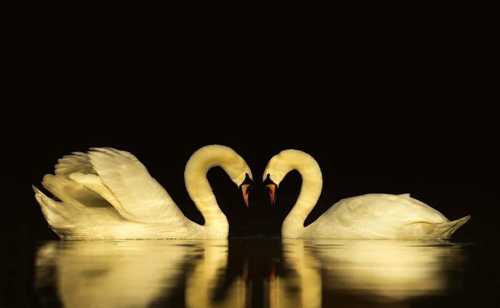 Two swans with the heads bowed facing each other.
