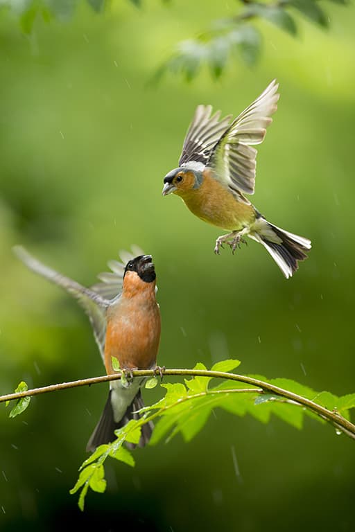 A photography bullfinch and chaffinch in movement just above a small tree branch.
