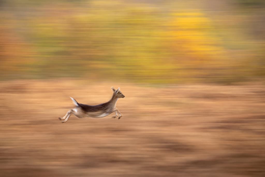 A photograph of deer running captured with a faster shutter speed.