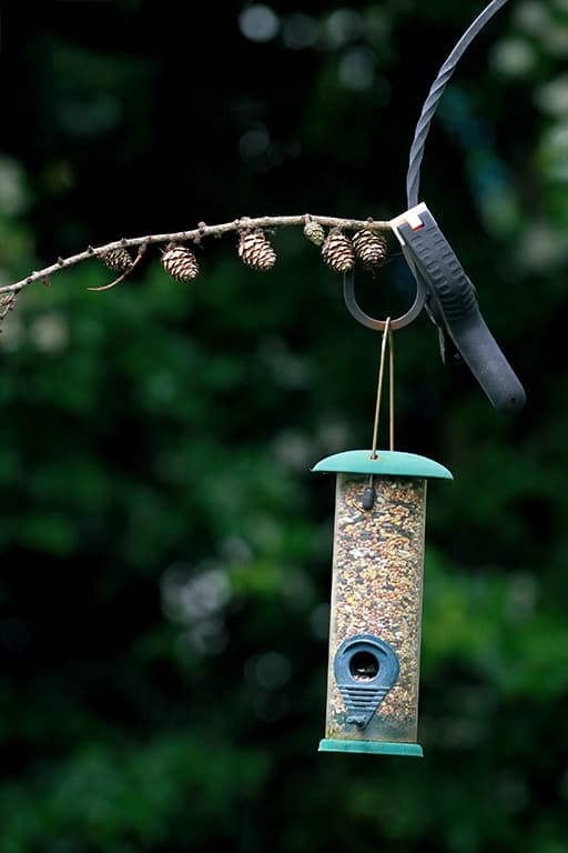 Bird feeder with bird food on the tree