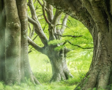 Beech trees at Kingston Lacy, Dorset