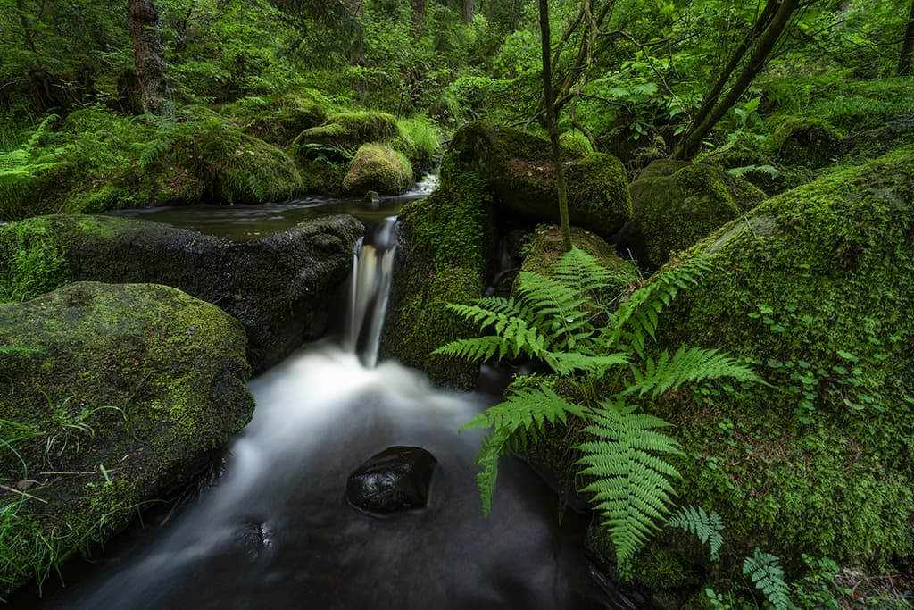 long-exposure landscape shot of a stream surrounded by lush mossy green vegetation
