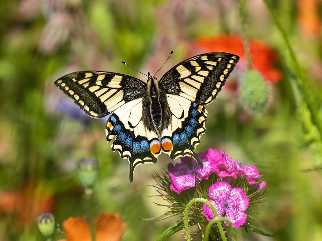 Swallowtail butterfly in flight, against colourful flowers