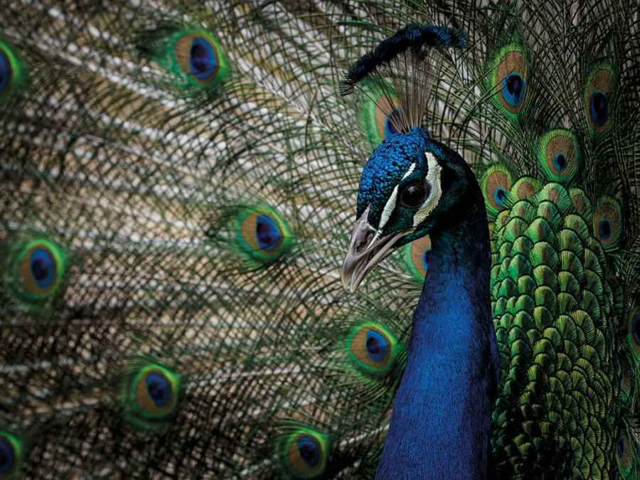 Close up headshot of a peacock with his feathers spread