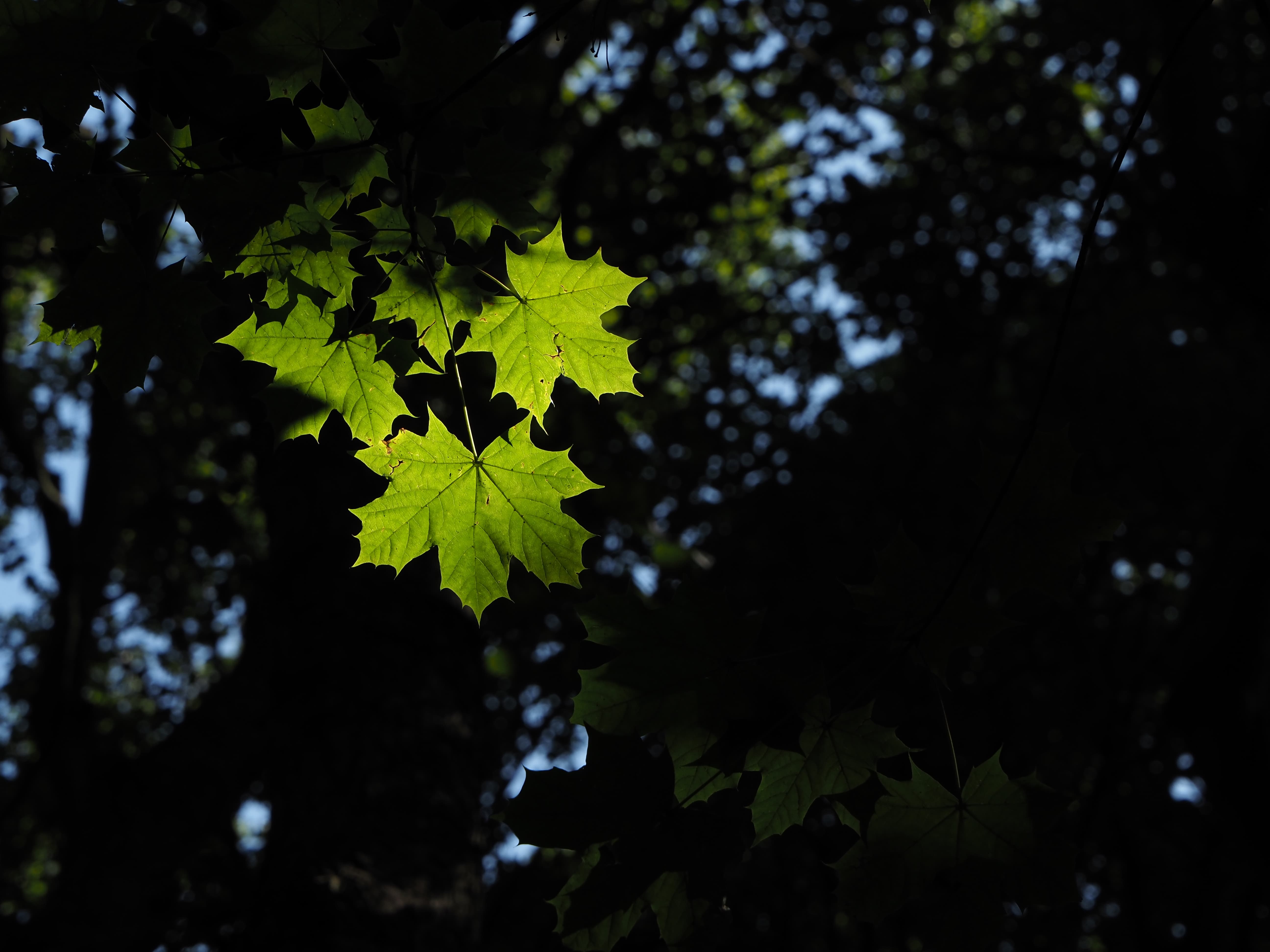 Olympus PEN E-P7, Green leaves, 1/320s, f/6.3, ISO200, 60mm