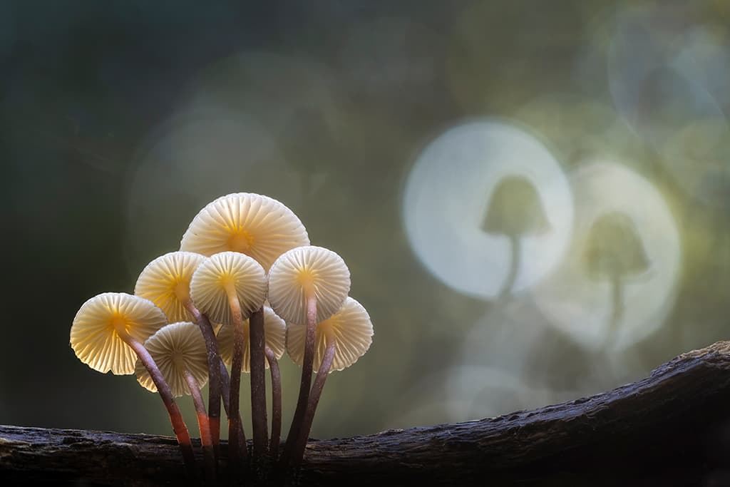 White Mold Mushrooms Show Up