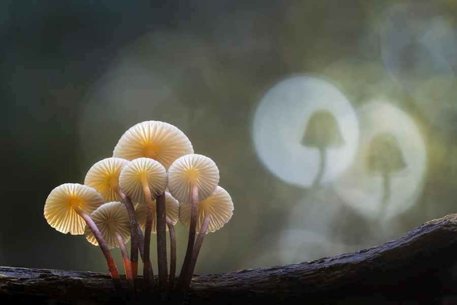 Focused shot of a group of white headed mushrooms with unfocused surroundings