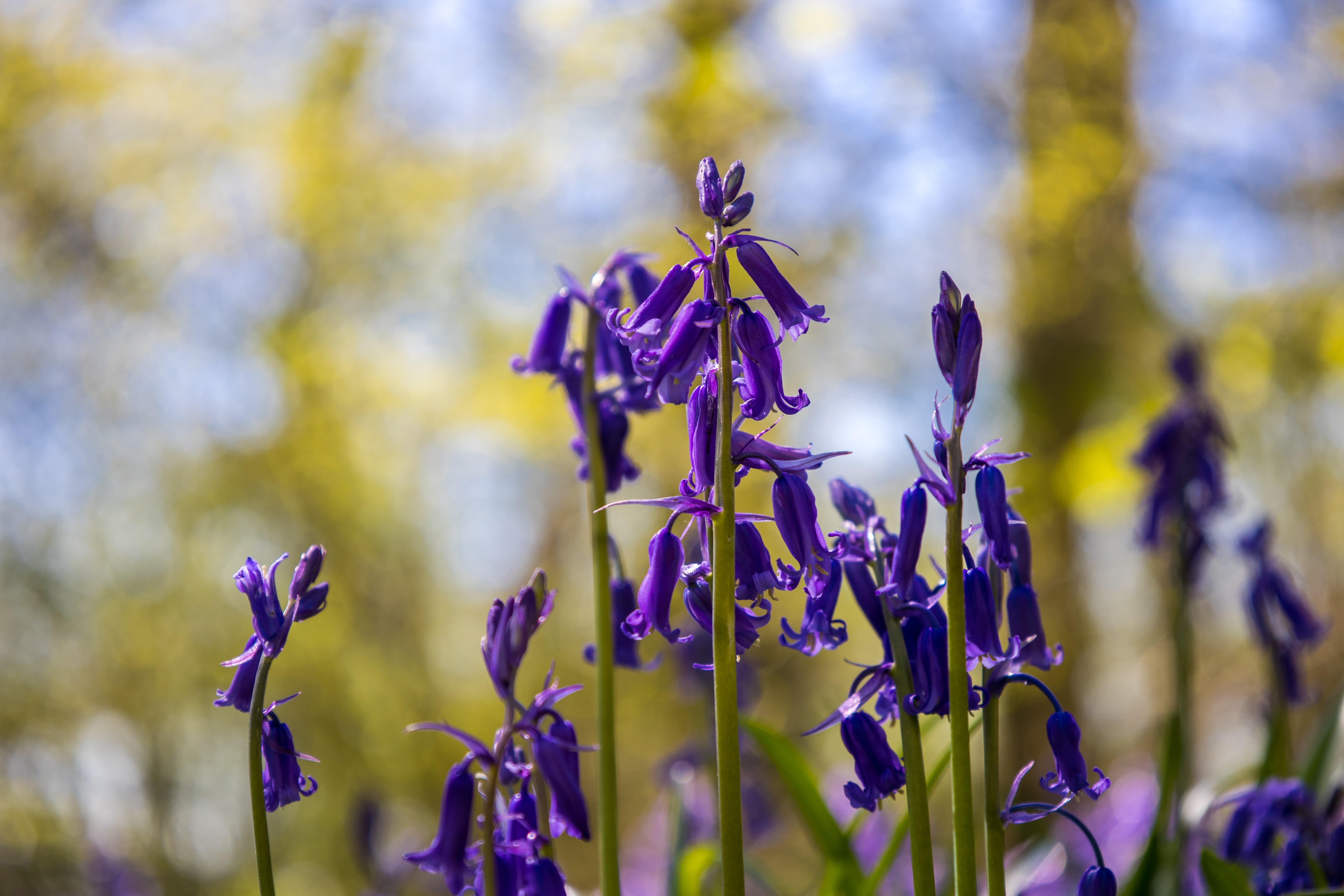 close up of bluebell flowers with an out of focus green blue background