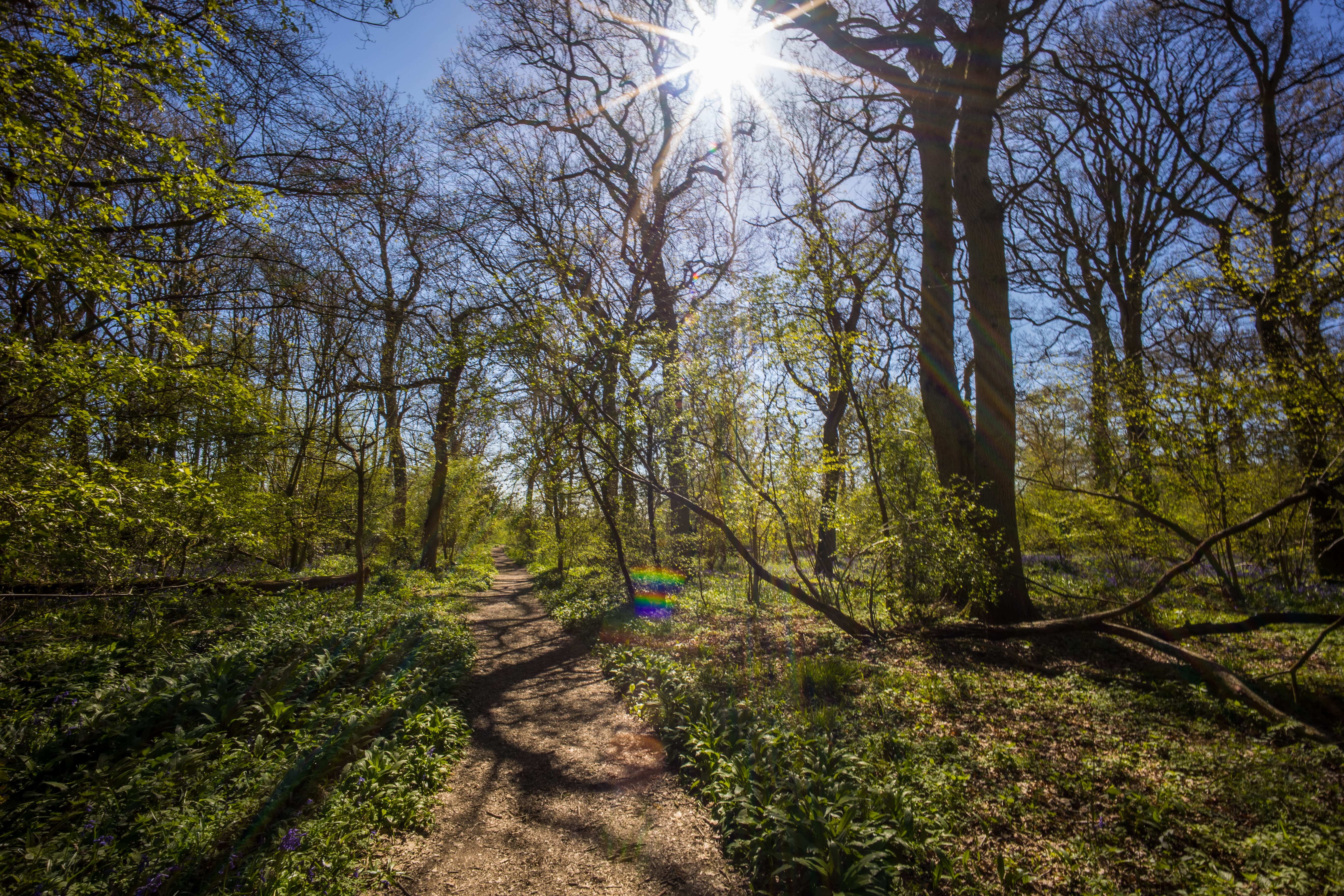 Sun with sunburst effect above a forest path in spring with trees starting to turn green