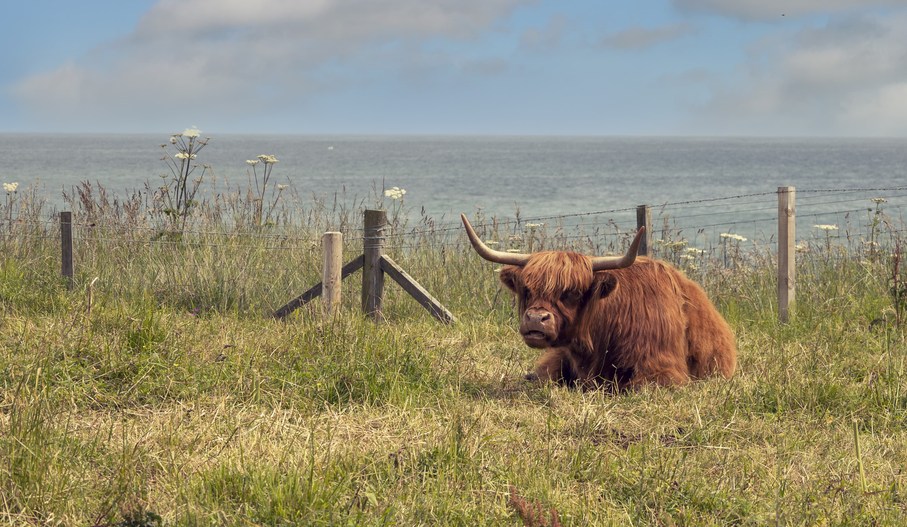 Brown long haired cow with large horns laying in grass, sea and cloudy skies in the background