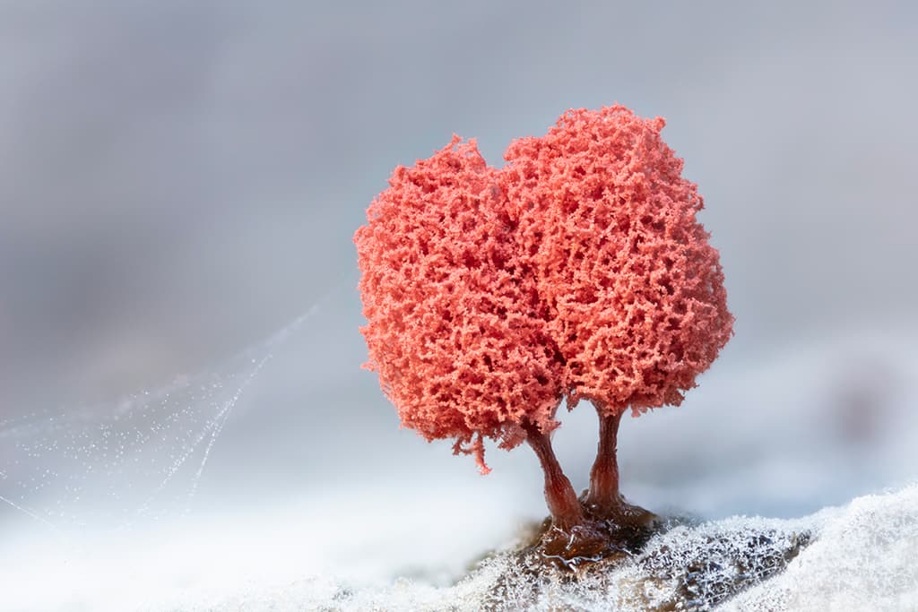 Focused shot of red tree-like fungi grown in white surroundings