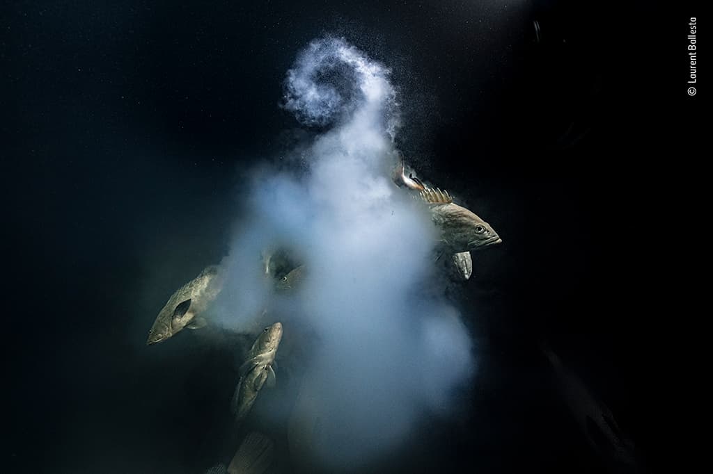 Creation by Laurent Ballesta Wildlife Photographer of the Year Grand Title Winner 2021