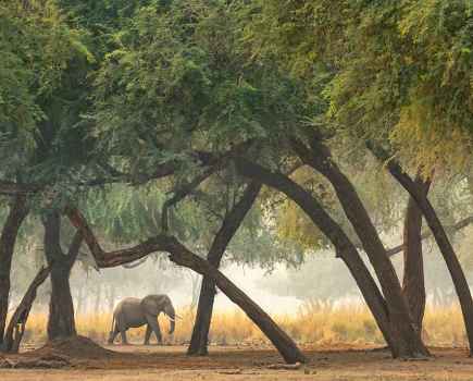 Marsel van Oosten elephant, Zambia