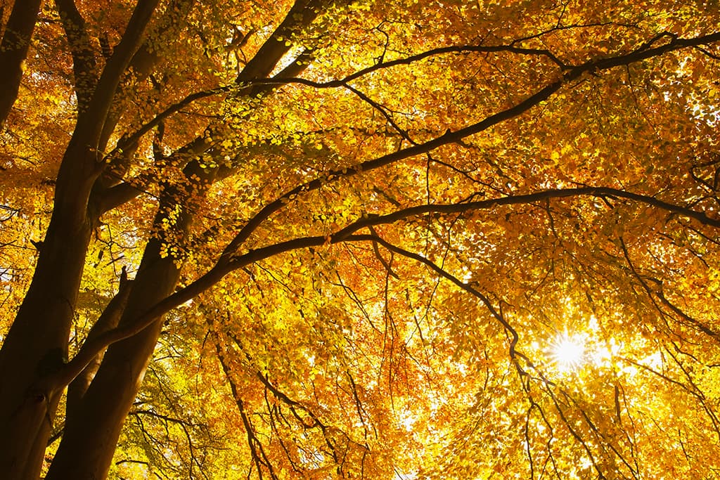 Birks of Aberfeldy autumn leaves