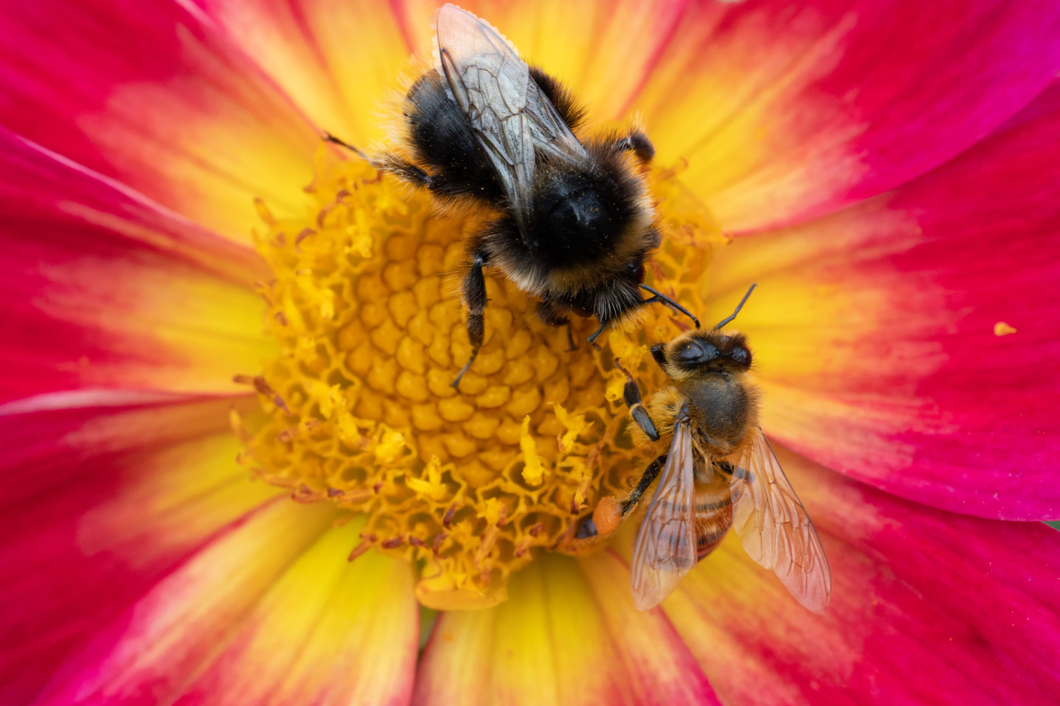 Close-up of two bees, shot with the Canon RF 100mm F2.8L Macro