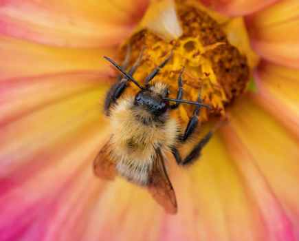 Macro image captured with a dedicated macro lens, the Canon RF 100mm