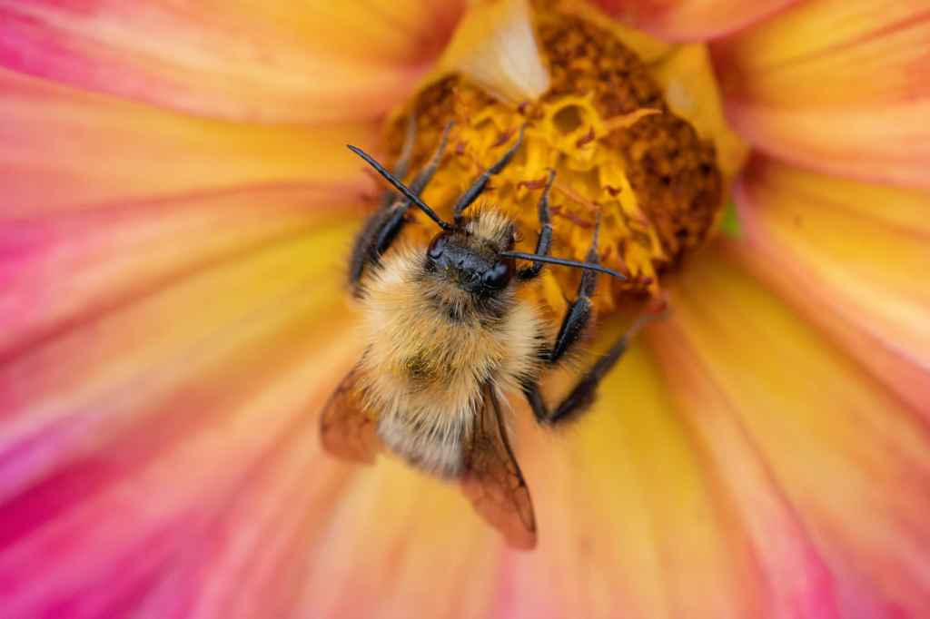 Macro image of a bee inside a pink and yellow flower, Canon RF 100mm