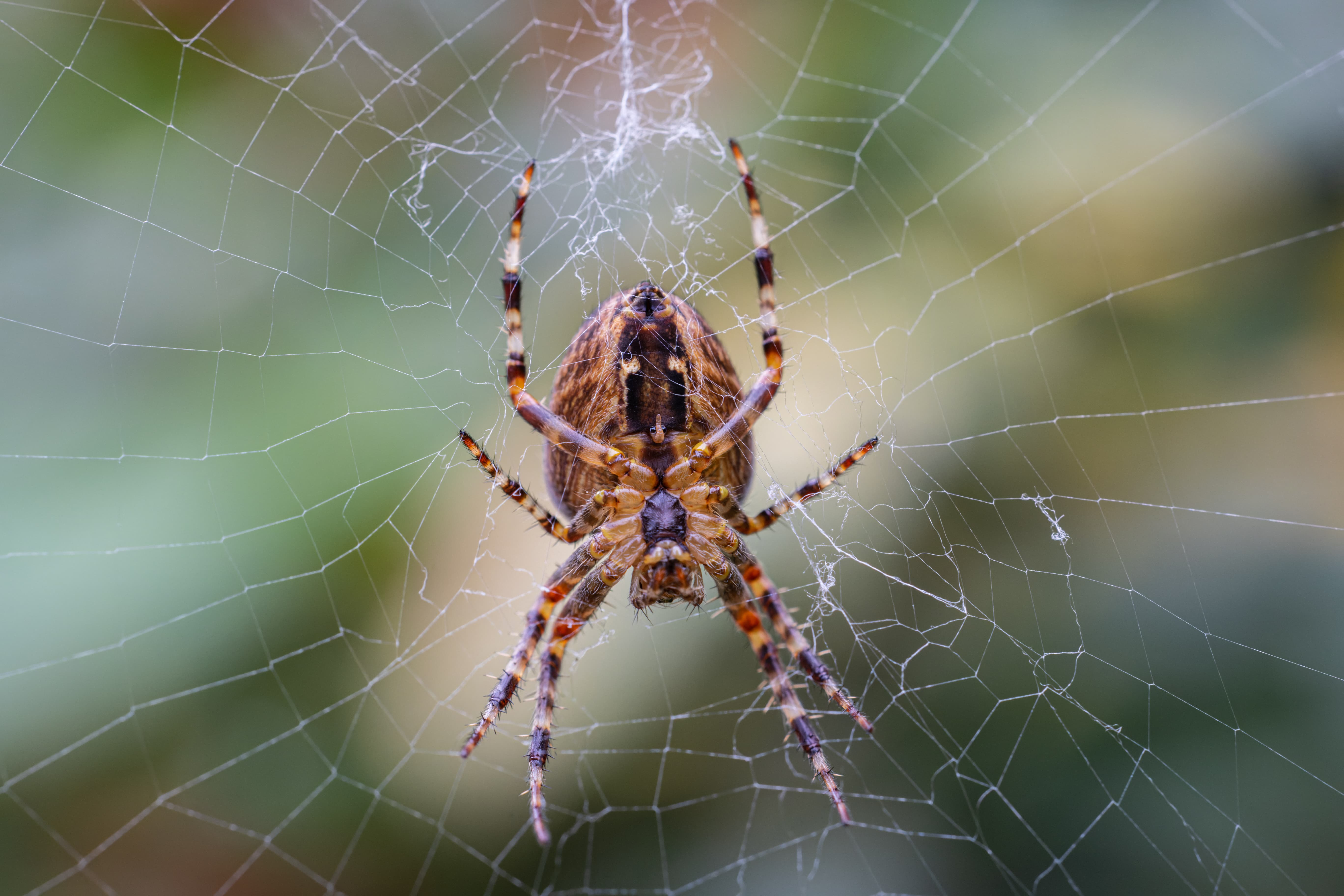 Garden spider close-up, shot using Canon RF 100mm F2.8L Macro