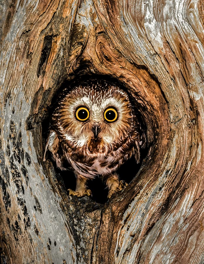 northern saw-whet owl 