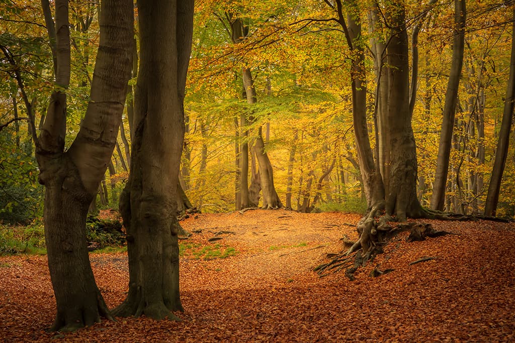 Loughton Camp, Epping Forest autumn landscapes