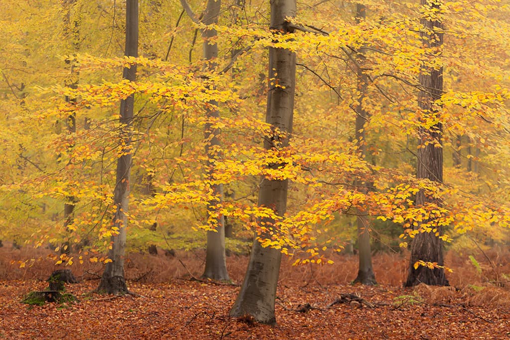 Lynford Stag, Thetford Forest in autumn