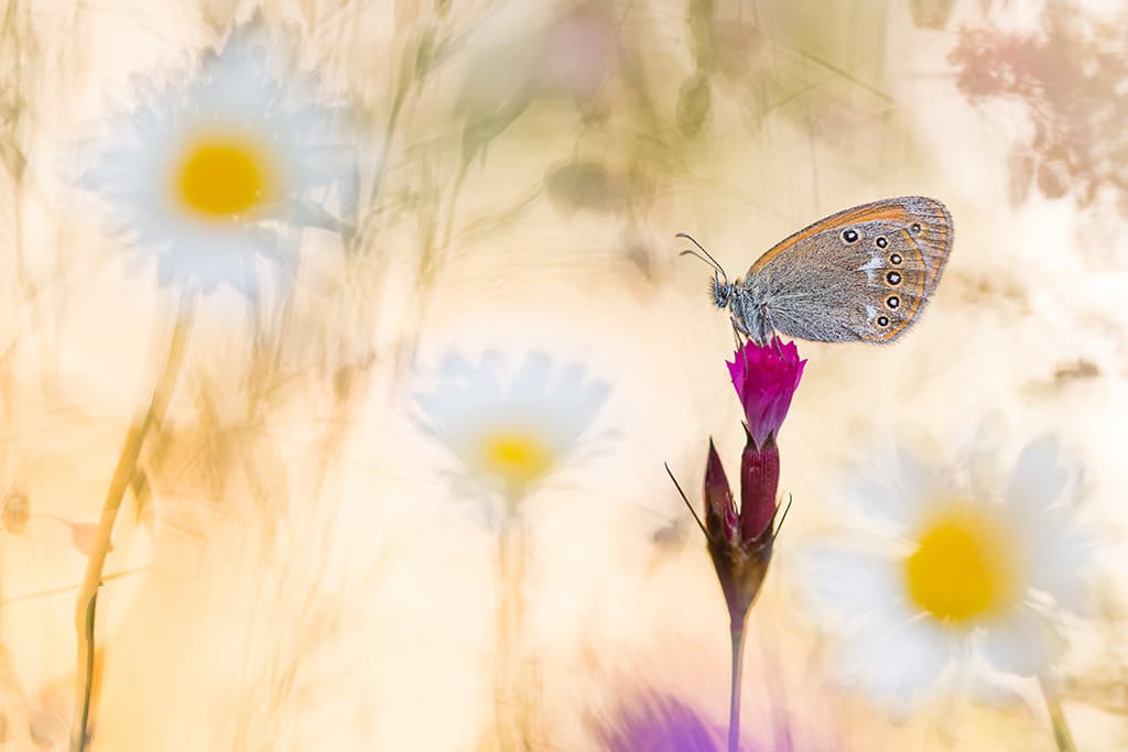 butterfly with daisy bokeh